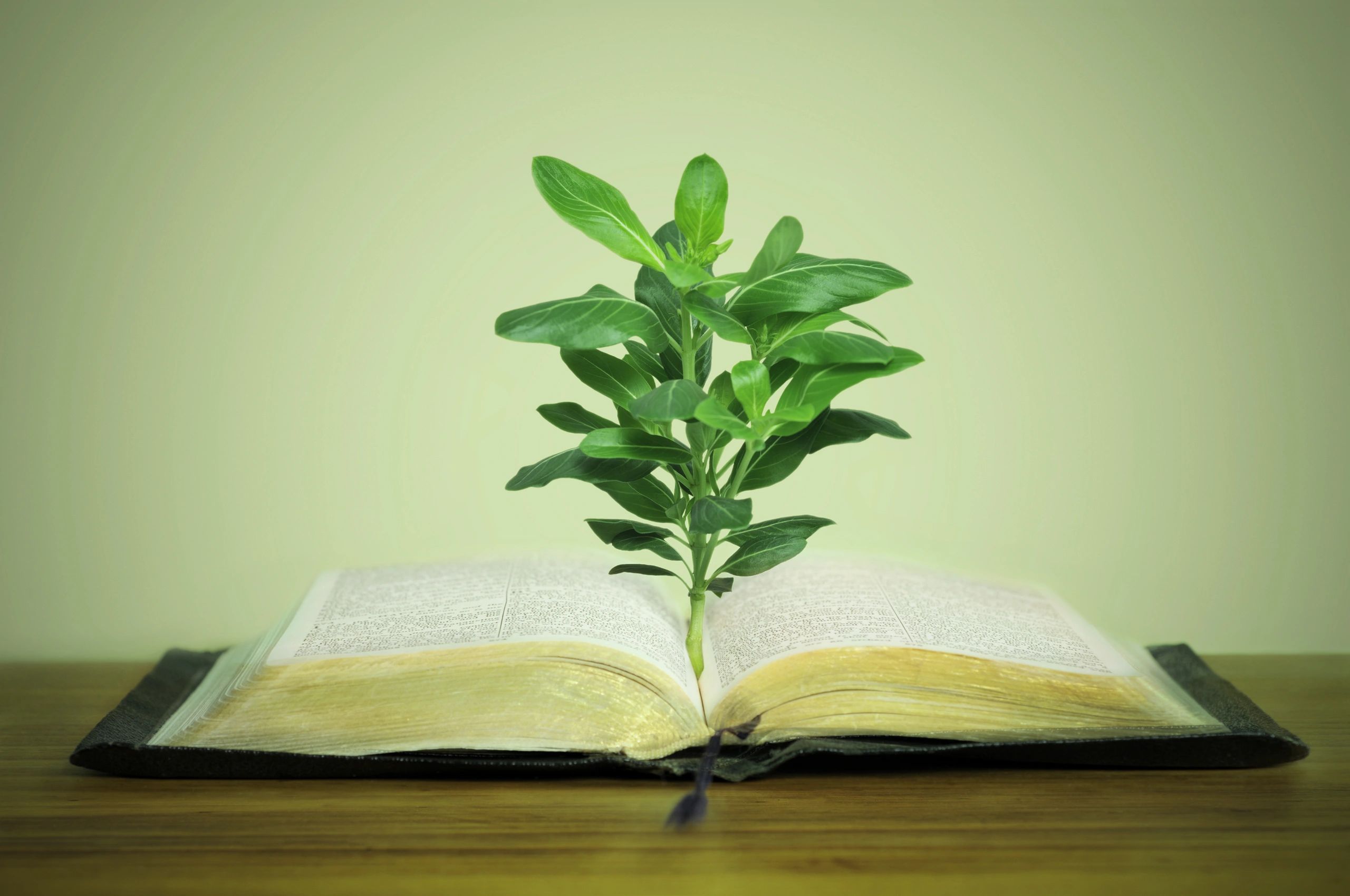 Planta creciendo junto a un libro antiguo